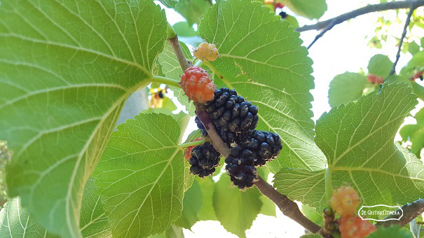 liquore gelsi centrale1