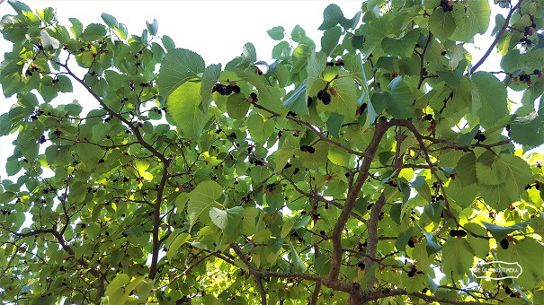 liquore gelsi centrale2