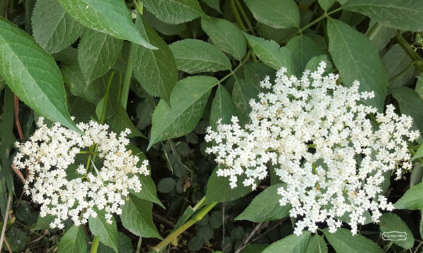 confettura di fragole1